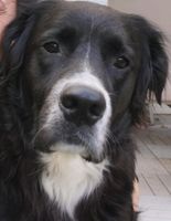 Pepino, 5 Jahre, ehemaliger Rettungshund Bayern - Schwarzach Vorschau