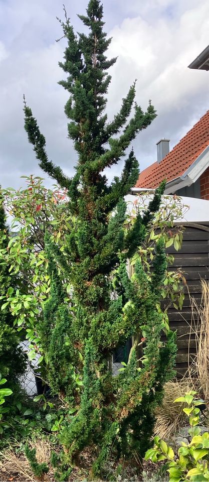 Pflanzen abzugeben an Selbstabholer- 1€/Stück in Borgholzhausen