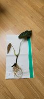 Philodendron Glorious (Melanochrysum x Gloriosum) Bremen-Mitte - Ostertor Vorschau