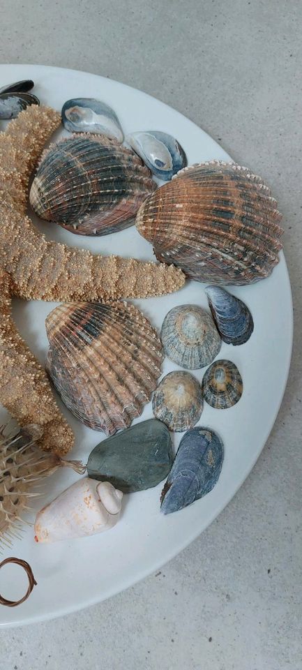 Strand Deko - Muscheln, Seeigel, Seestern (ohne Teller) in Hirschstein