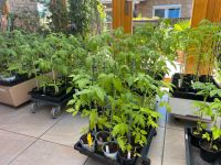 Über 30 unterschiedliche junge Tomaten Sorten / Tomatenpflanzen Niedersachsen - Loxstedt Vorschau