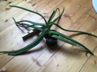 Agave Aloe Vera Pflanze Sachsen - Waldheim Vorschau