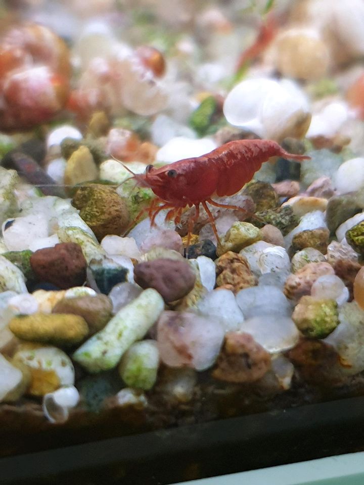 Rote Garnelen / Neocaridina davidi in Breitenburg