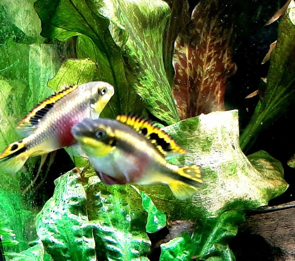 Biete wunderschöne Pelvicachromis pulcher  Pupurprachtbarsche in Isenbüttel
