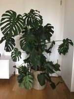 Monstera, 1,50 m München - Au-Haidhausen Vorschau