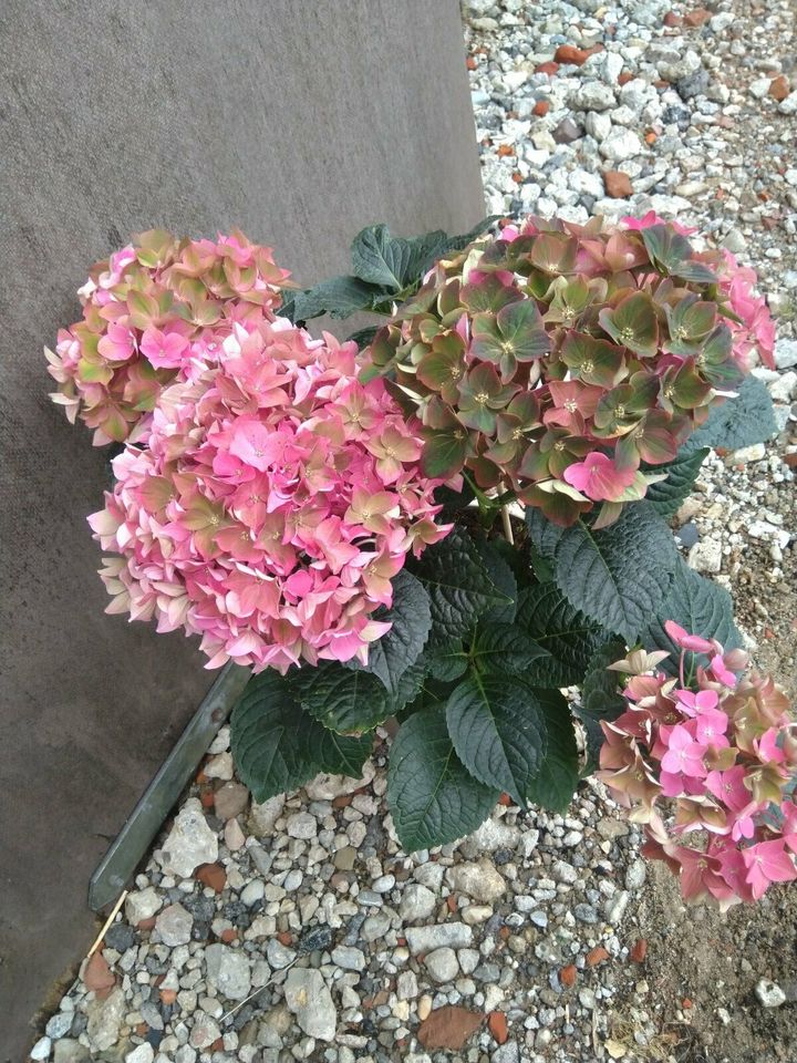 Bauernhortensie  / Hydrangea macropylla / Höhe 50 cm in Bocholt