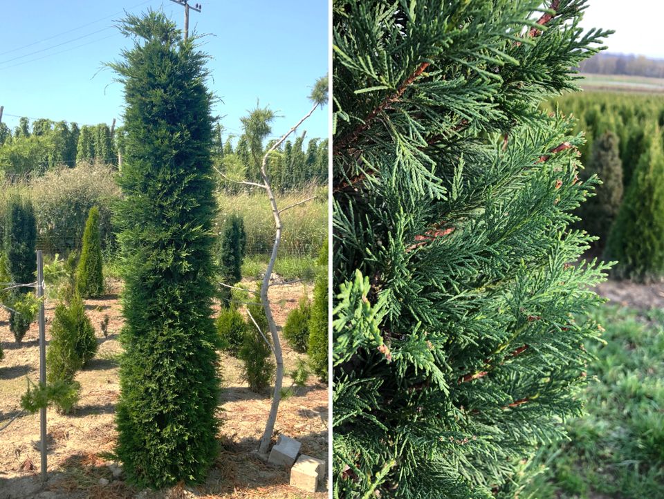 Toskana - Zypresse Leylandii (Mittelmeerzypresse)` in Ingoldingen