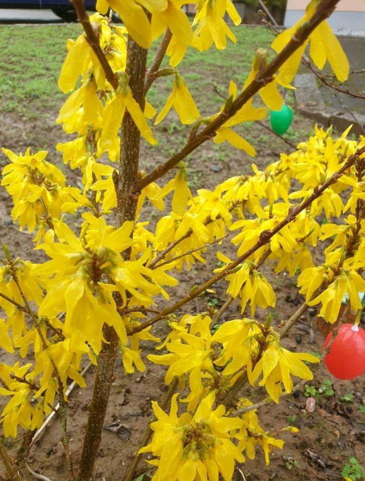 Forsythia variegata ☆ Goldglöckchen in Hauptstuhl