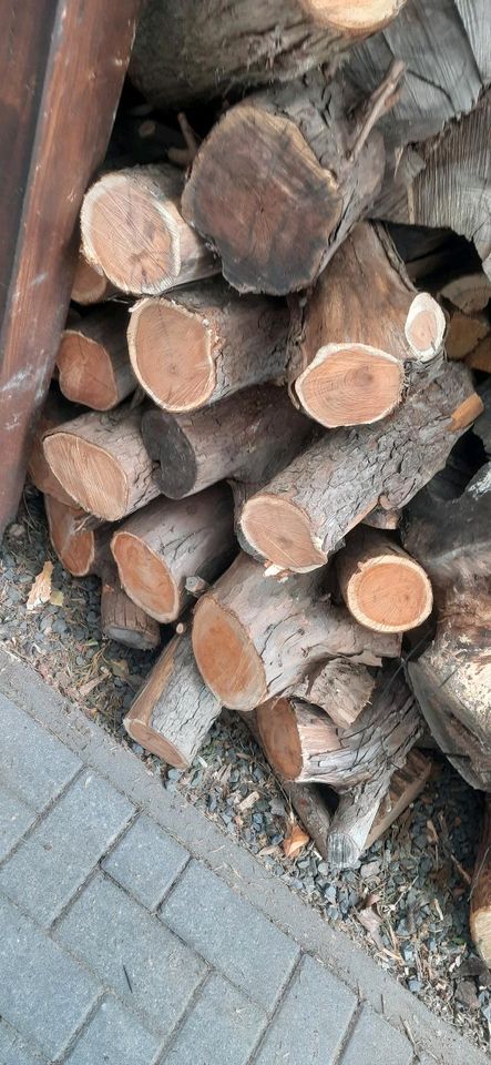 Ca. 18 Stück Eibenholz zum Drechseln bis zu 35 cm lang. in Braunschweig