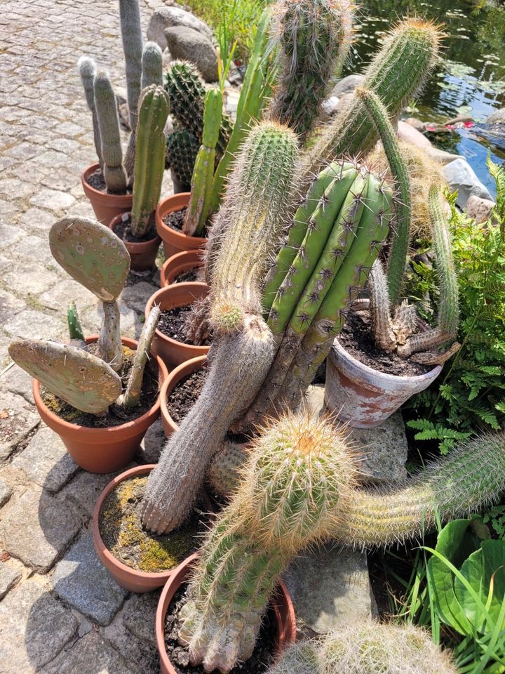 Große Kakteen Echinopsis, Echinocactus und weitere in Wedemark