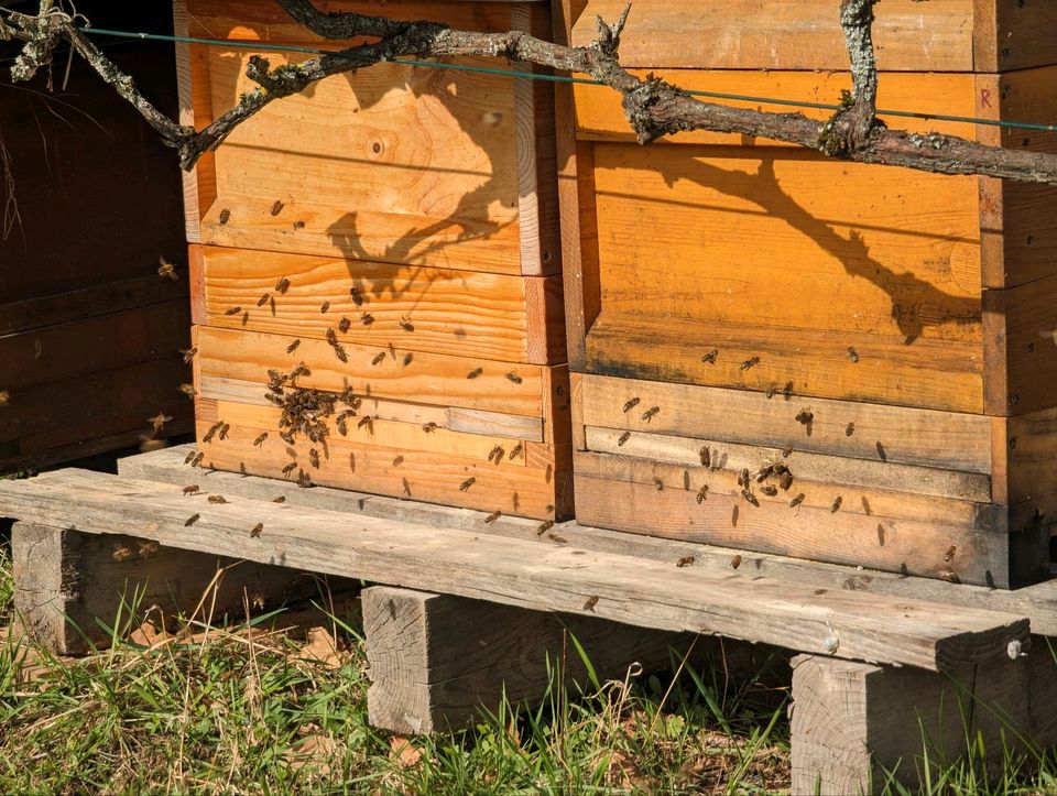 Zander und Zadant Bienen Ableger in Nürnberg (Mittelfr)