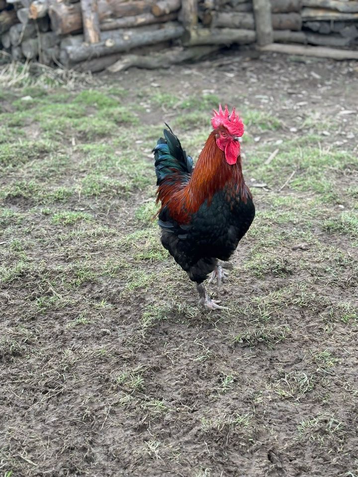 ⭐Bruteier Olivleger, Buntleger, Easteregger, Marans sk, Hühner⭐ in Kronach