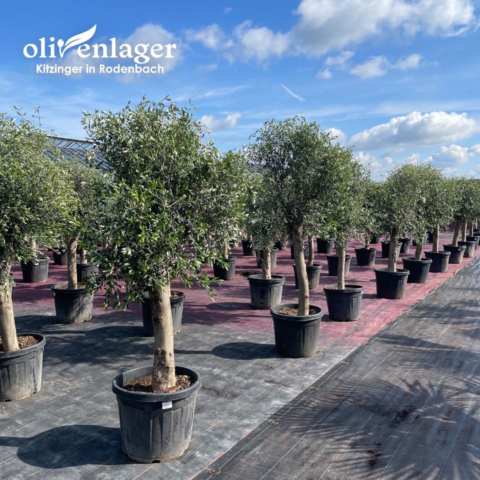 Olivenbaum/Olea Europaea/aus Spanien/Höhe 210-250 cm in Rodenbach