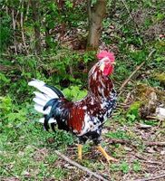 Bruteier vom Schwedischen Blumenhuhn Hessen - Stadtallendorf Vorschau