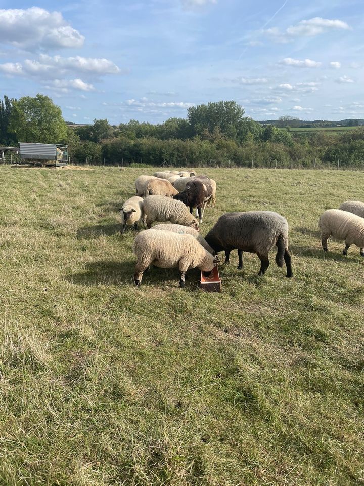 Schaf Patenschaft in Mechernich