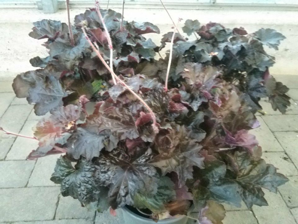 Silberglöckchen / Heuchera micrantha Purple Petticoats / Staude in Bocholt