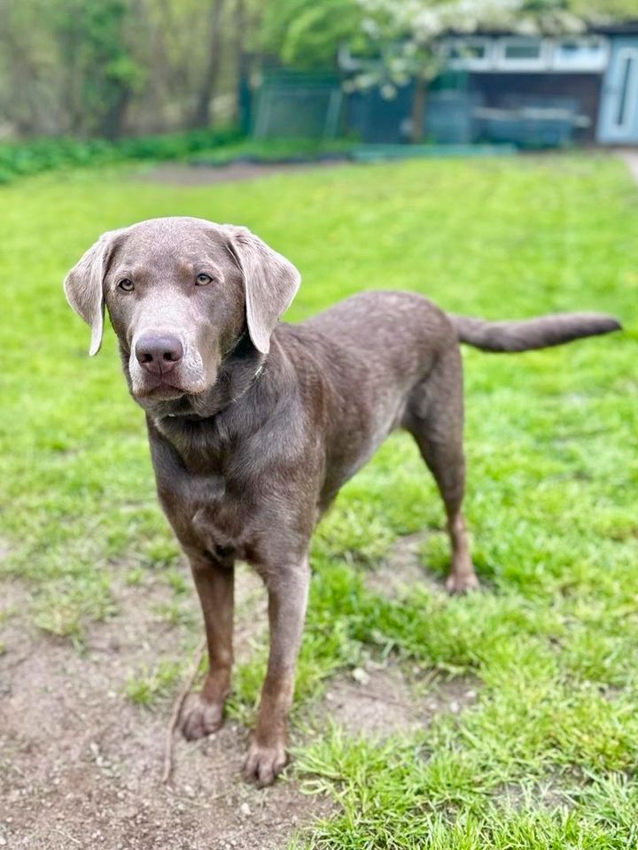 silberner Labrador, Rüde (kastriert), 2 J. - für Hundeerfahrene in Neustadt in Holstein