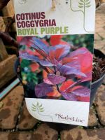 Perückenstrauch, Cotinus coggygria Royal Purple Niedersachsen - Großefehn Vorschau