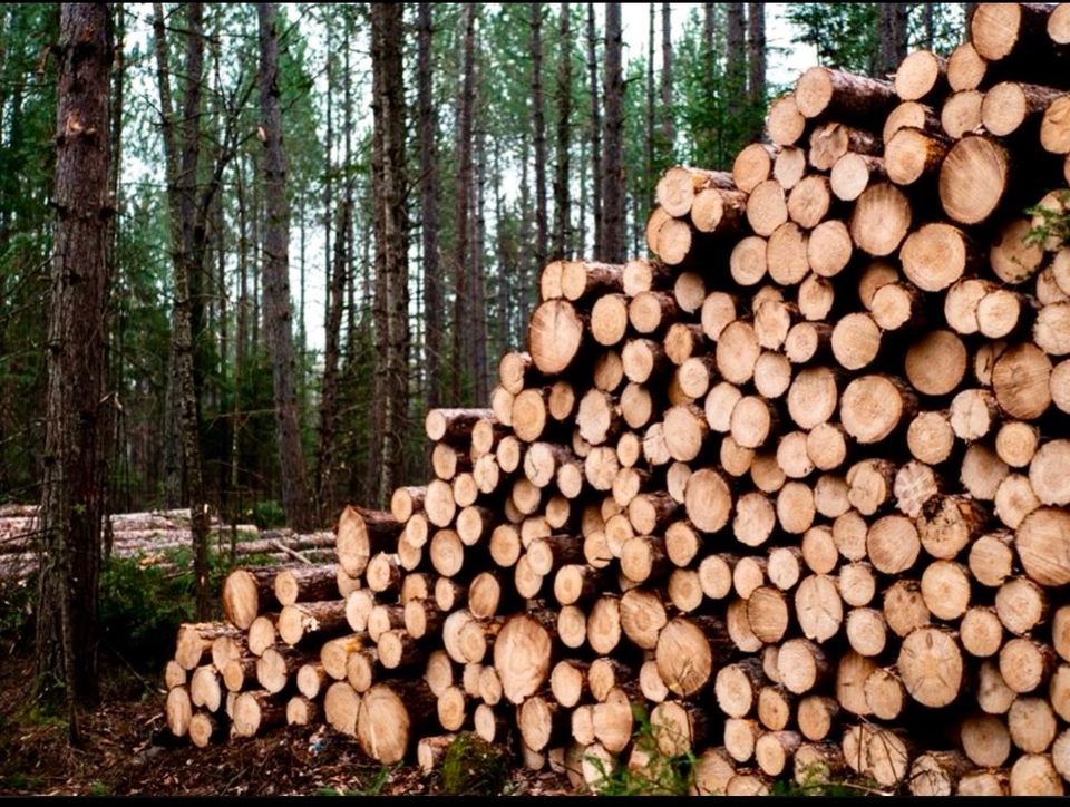 Brennholz Kaminholz aus der Region trocken ofenfertig gespalten❗️ in Rüdnitz