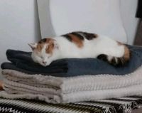 Ein-Ohr-Katze Lotte immer noch vermisst Stuttgart - Vaihingen Vorschau