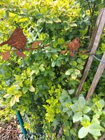 Rost Deko Vogel, Deko Haus und Garten Bayern - Gundelfingen a. d. Donau Vorschau