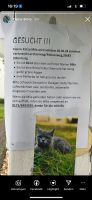 Katze bkh grau mila Hessen - Dillenburg Vorschau