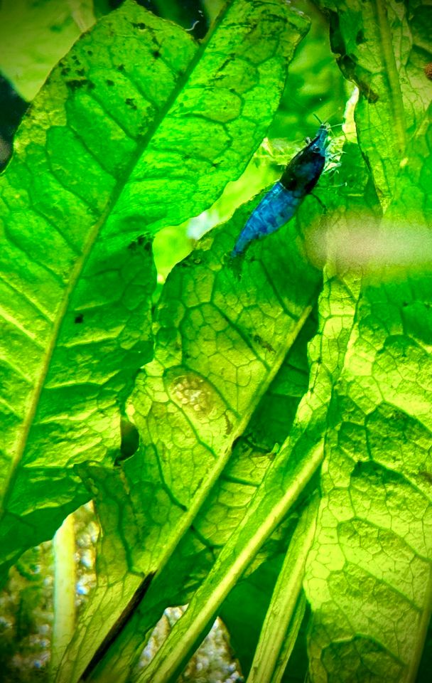 Blue Dream Garnele in Isernhagen