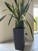 Sansevieria/Bogenhanf Pflanze und Lechuza Cubico groß Hessen - Gießen Vorschau