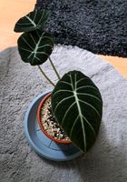 Alocasia Black Velvet Saarbrücken-Dudweiler - Jägersfreude Vorschau