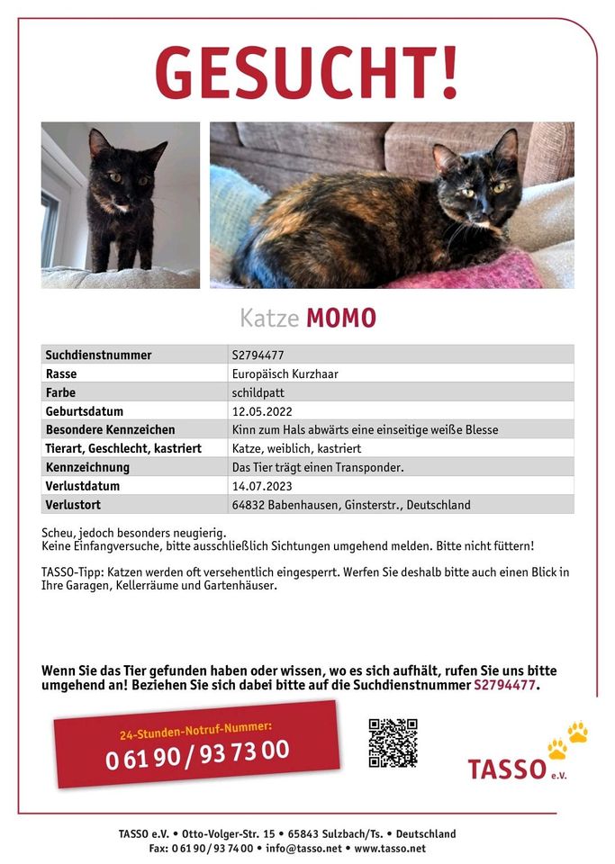 Katze Momo vermisst !!!! in Babenhausen