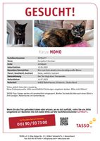Katze Momo vermisst !!!! Hessen - Babenhausen Vorschau