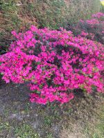 2x Azalee rosa Blüte abzugeben Sachsen - Beucha Vorschau