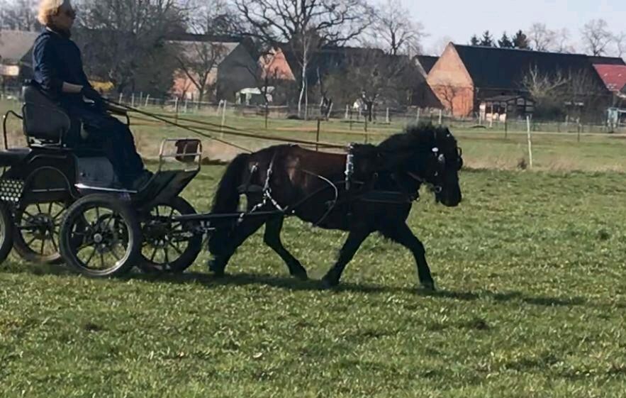 Im Herbst: Kutschenführerschein A und Fahrabzeichen FA 5 in Wollin bei Brandenburg an der Havel