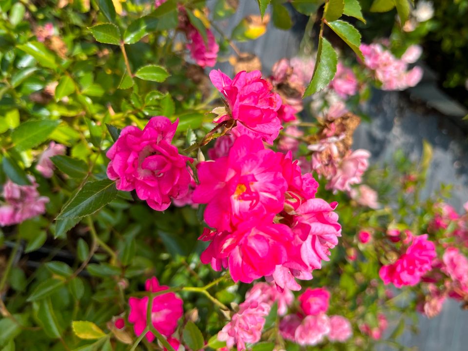 www.bskozma.at - Bodendecker – Rose – Rosa – Beetrose - Pink in München