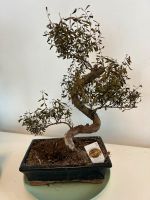 Bonsai Syzygium Bayern - Manching Vorschau