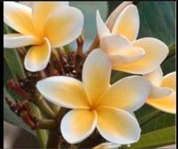 Plumeria Jungpflanze Frangipani duftende Blüten Tempelbaum Berlin - Treptow Vorschau