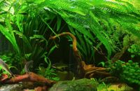 Hammerschlag Cryptocoryne Aquariumpflanze Bayern - Unterroth Vorschau