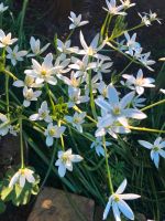 Milchsterne Ornithogalum Zwiebeln weiß Frühjahr verwildern Schnit Brandenburg - Teltow Vorschau