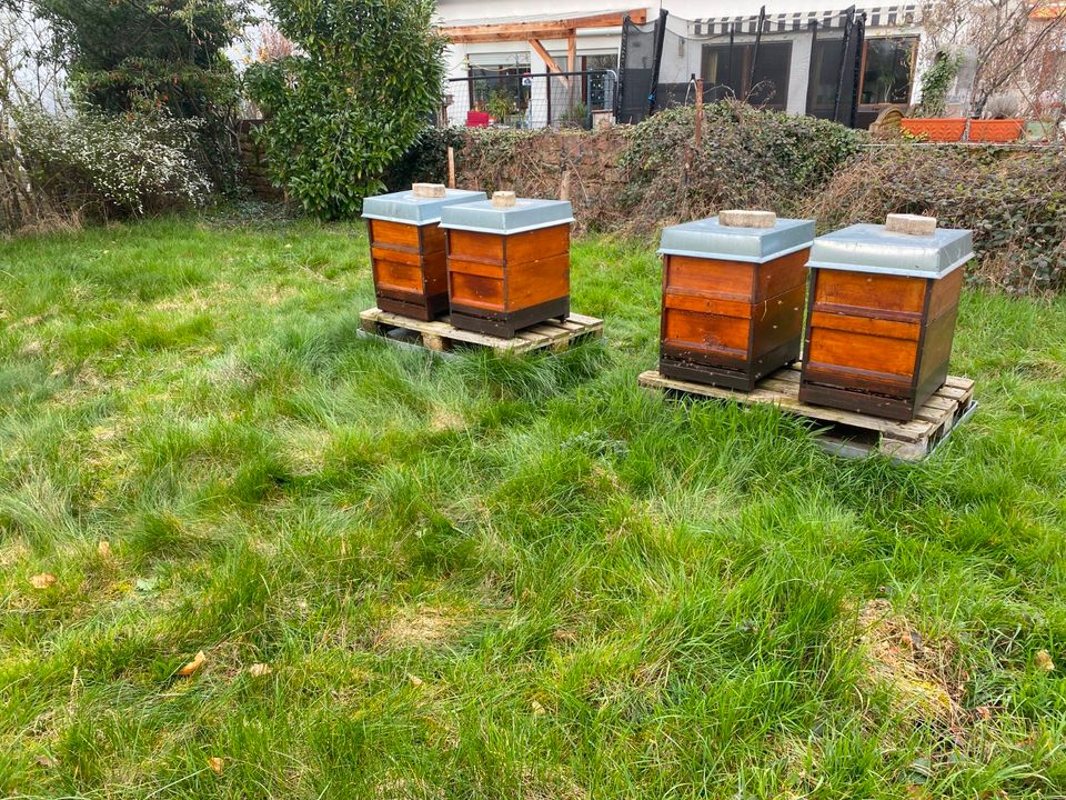 Bienen - Bienenableger - Ableger in Malsch