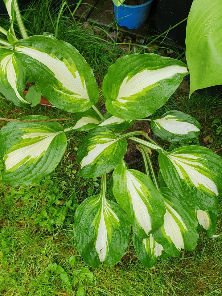 Verschieden Funkien, Gartenpflanze in Bad Wurzach