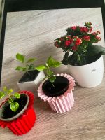 Zimmerpflanzen Pflanzen  mit übertopf wandregal Regal gratis dazu Hessen - Oberursel (Taunus) Vorschau
