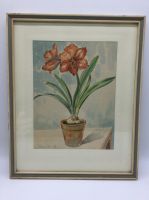 Aquarell von Max Malcher, Amaryllis, Hamburg 1946, Handsigniert Hessen - Fürth Vorschau