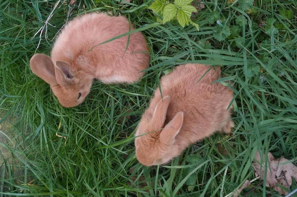 Junge Kaninchen Riesen Mix in Schwanewede