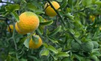 Bitterorange (Poncirus trifoliata) - Pflanzen aus eigener Anzucht Sachsen - Hirschstein Vorschau