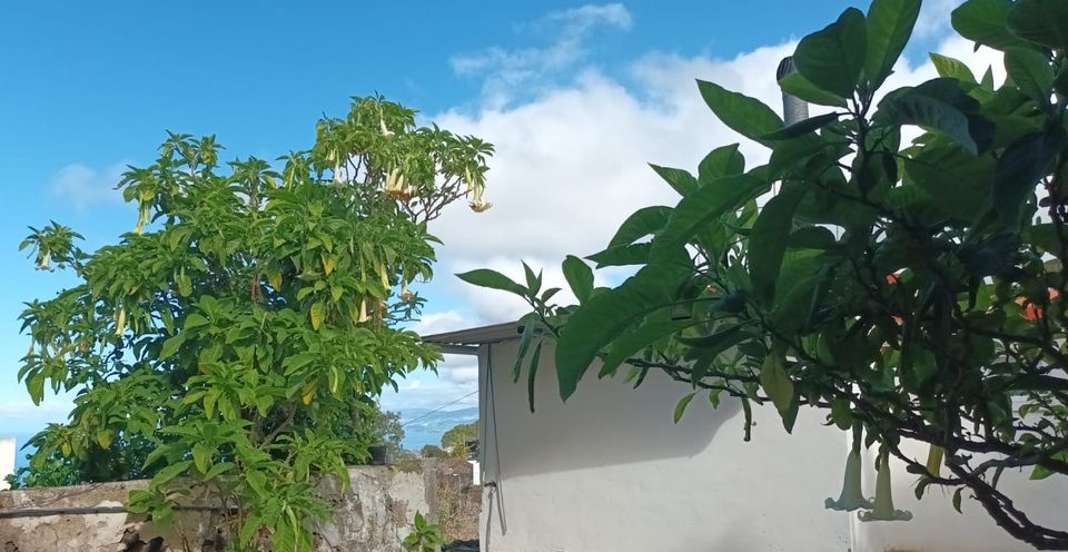 Teneriffa Ferienwohnung  Meer + Tide Blick Icod los Vinos La Vega in Saarlouis