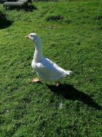 Ganter Gänse Gans Rheinland-Pfalz - Langweiler Vorschau