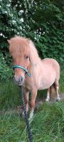 Shetty Shetland Pony mit Papiere Kinderpony Bayern - Poppenhausen Vorschau