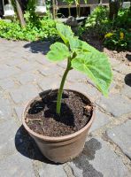 "Paulownia"  Blauglockenbaum (Jungpflanze) 15- 20 cm hoch abzugeb Bonn - Beuel Vorschau