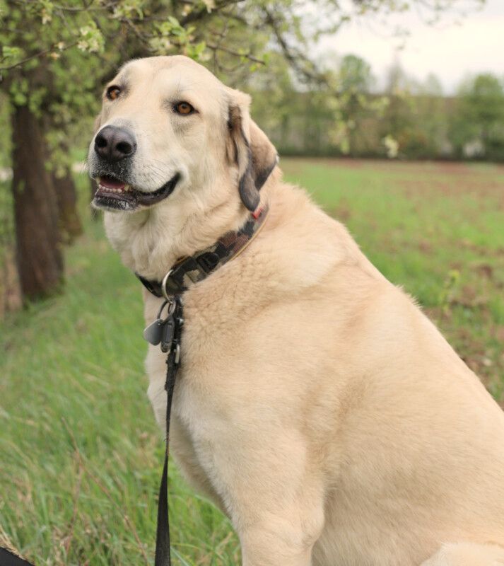 Zimtschnecke, Kangal-Mix, 4 J., weiblich, Tierhilfe Franken e.V. in Lauf a.d. Pegnitz