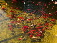 Goldfische Mecklenburg-Vorpommern - Greifswald Vorschau